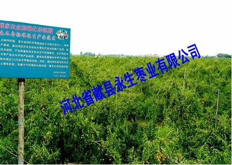 供应金丝大枣苗